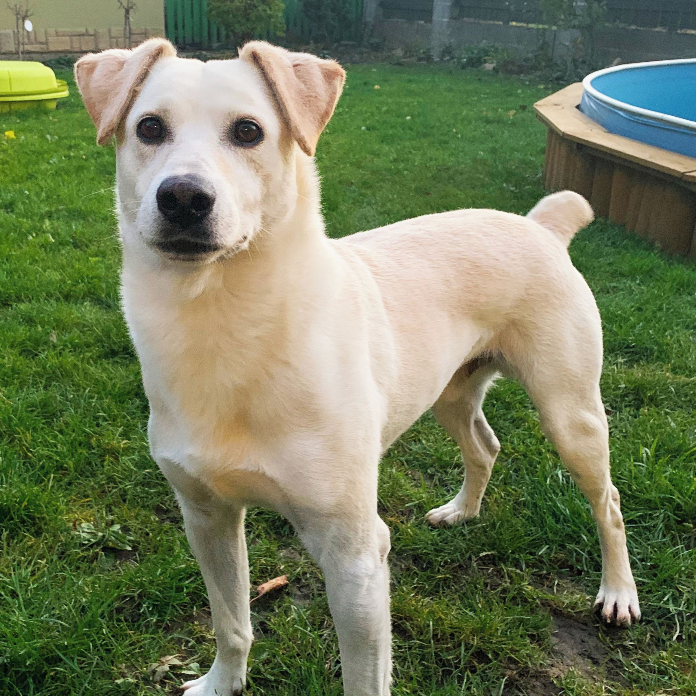 Soutěžní fotografie - Ben,  Ostatní