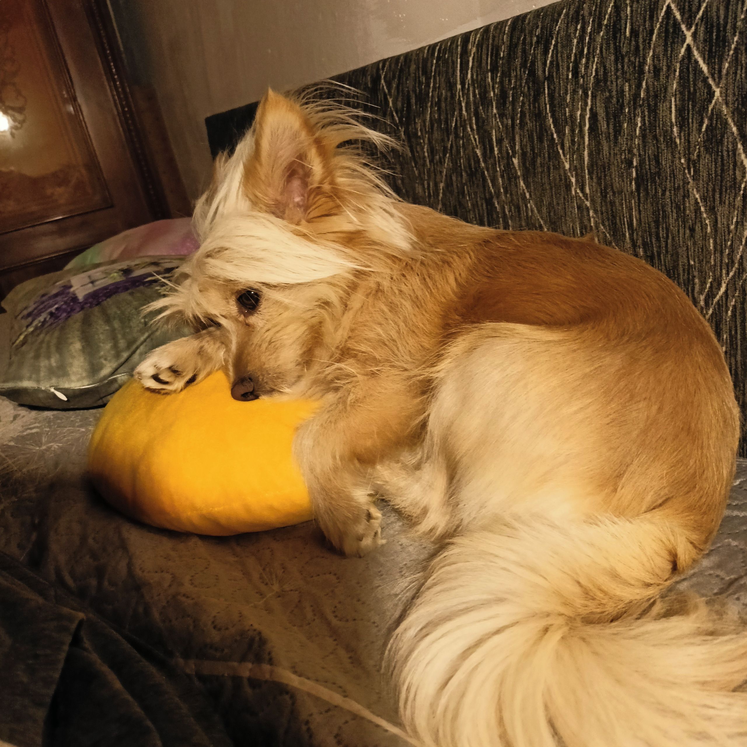 Soutěžní fotografie - Ben,  Ostatní