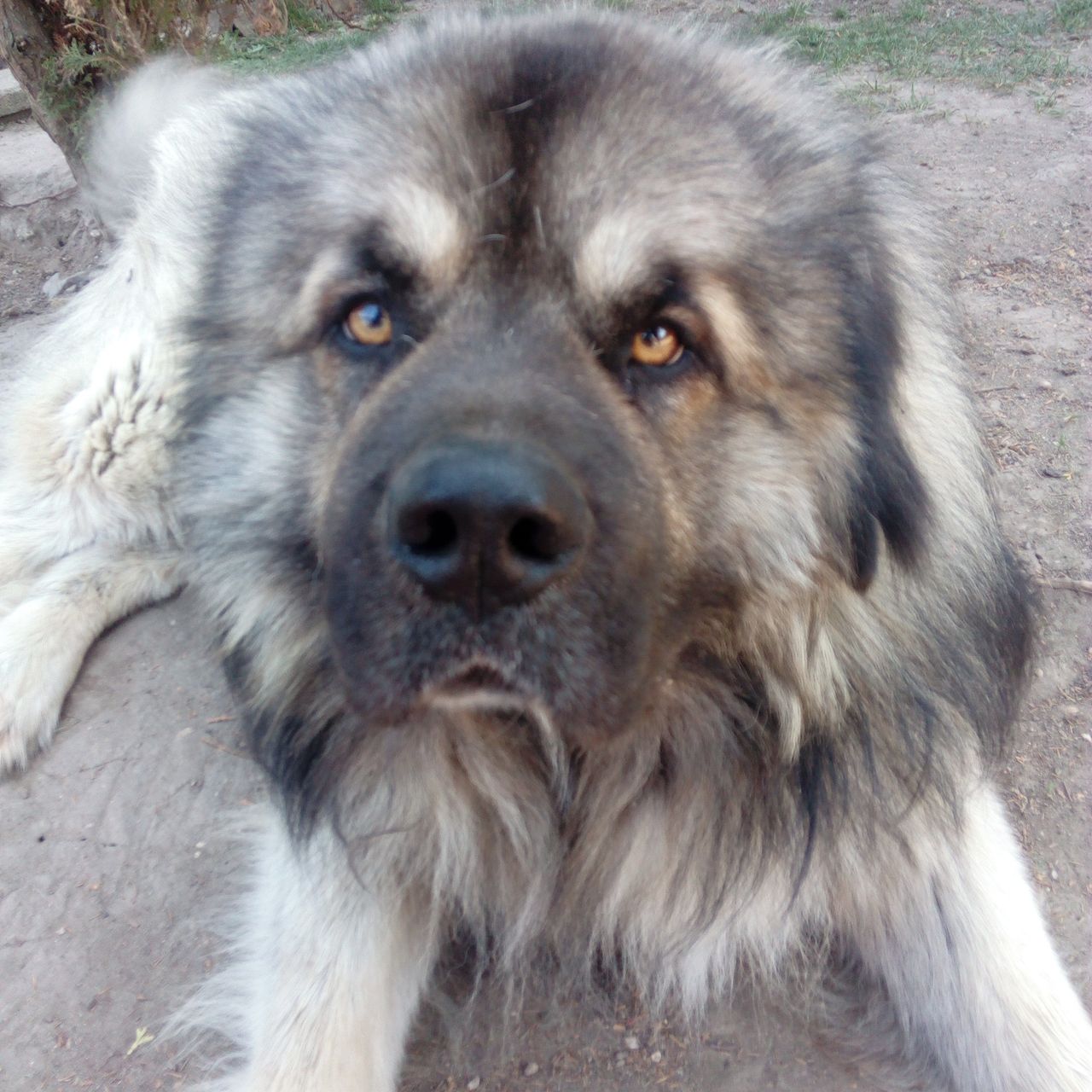 Soutěžní fotografie - Kazan,  Kavkazský pastevecký pes