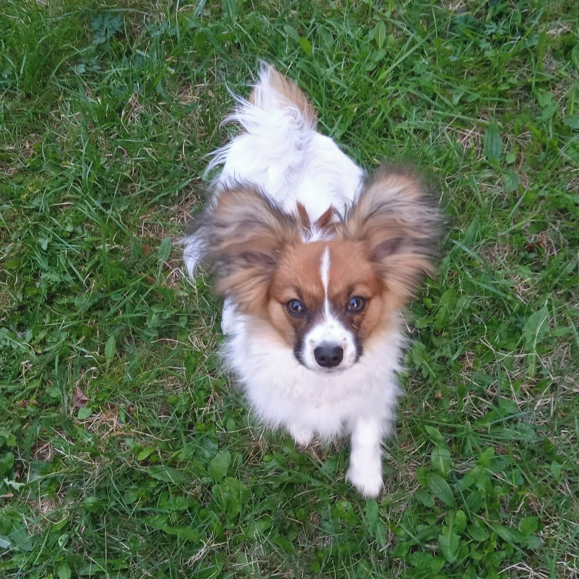 Soutěžní fotografie - Max,  Papillon