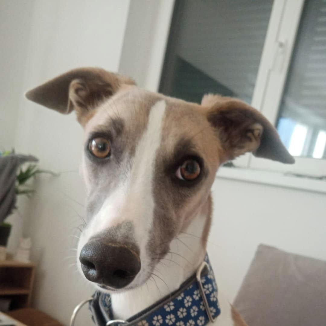 Soutěžní fotografie - Ax,  Whippet
