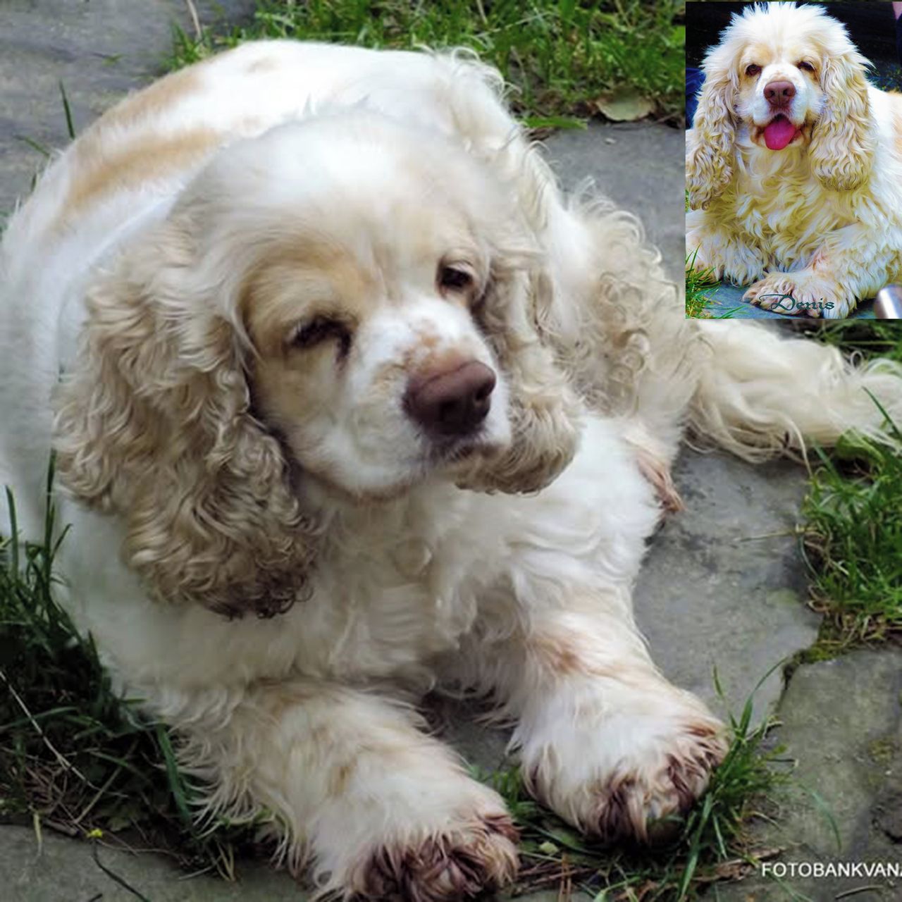 Soutěžní fotografie - Denis-postrach ulice,  Americký kokršpaněl