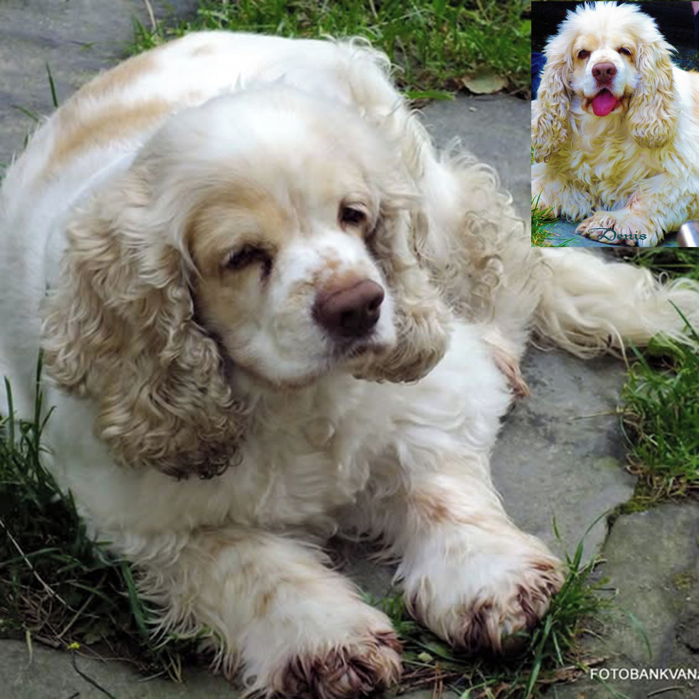Soutěžní fotografie - Denis-postrach ulice,  Americký kokršpaněl