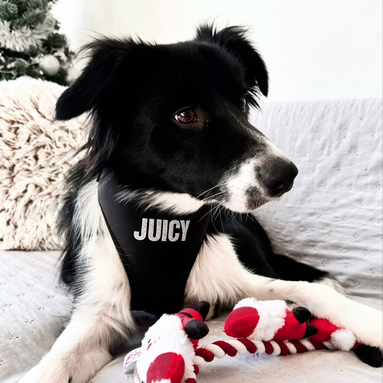 Soutěžní fotografie - Fox,  Border kolie