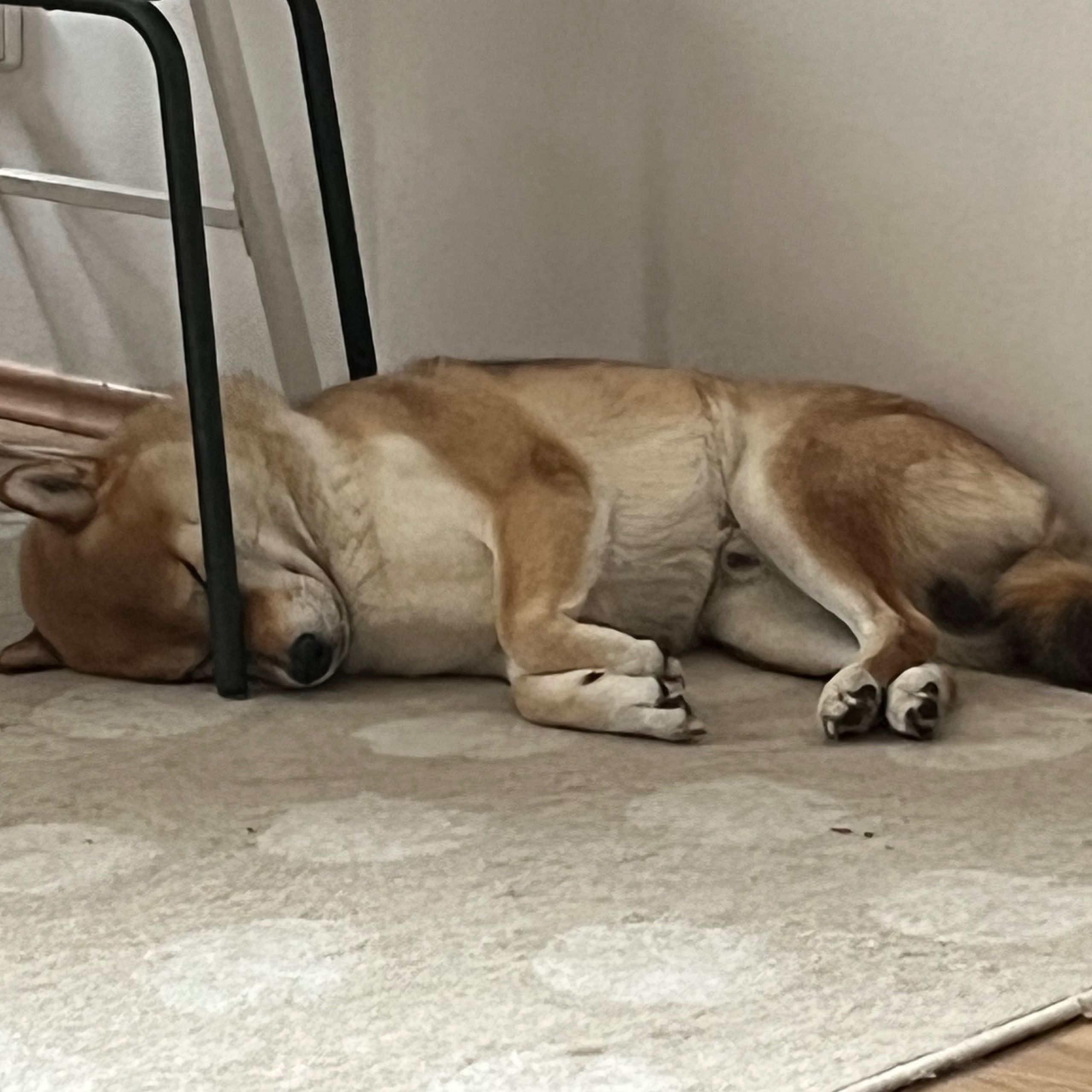 Soutěžní fotografie - Fumi,  Shiba