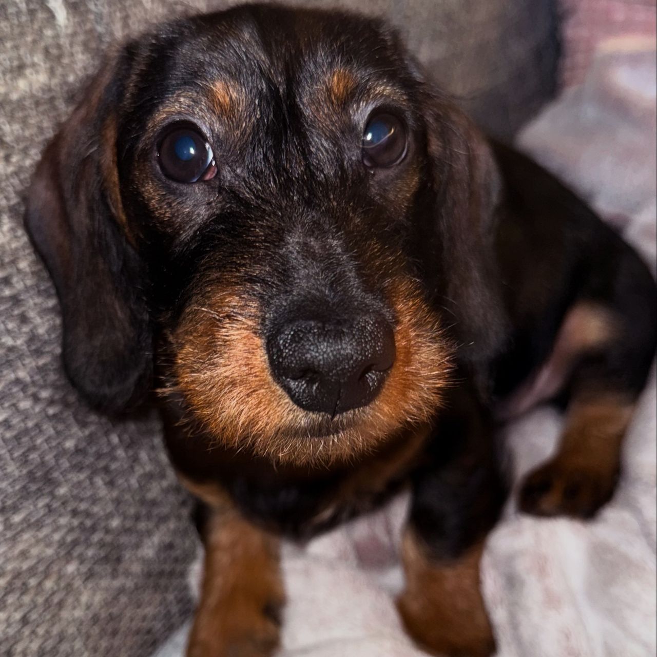 Soutěžní fotografie - Amy,  Jezevčík