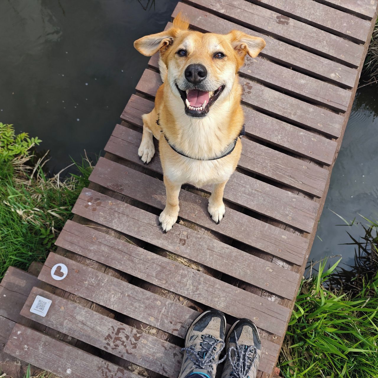 Soutěžní fotografie - Falko,  Ostatní