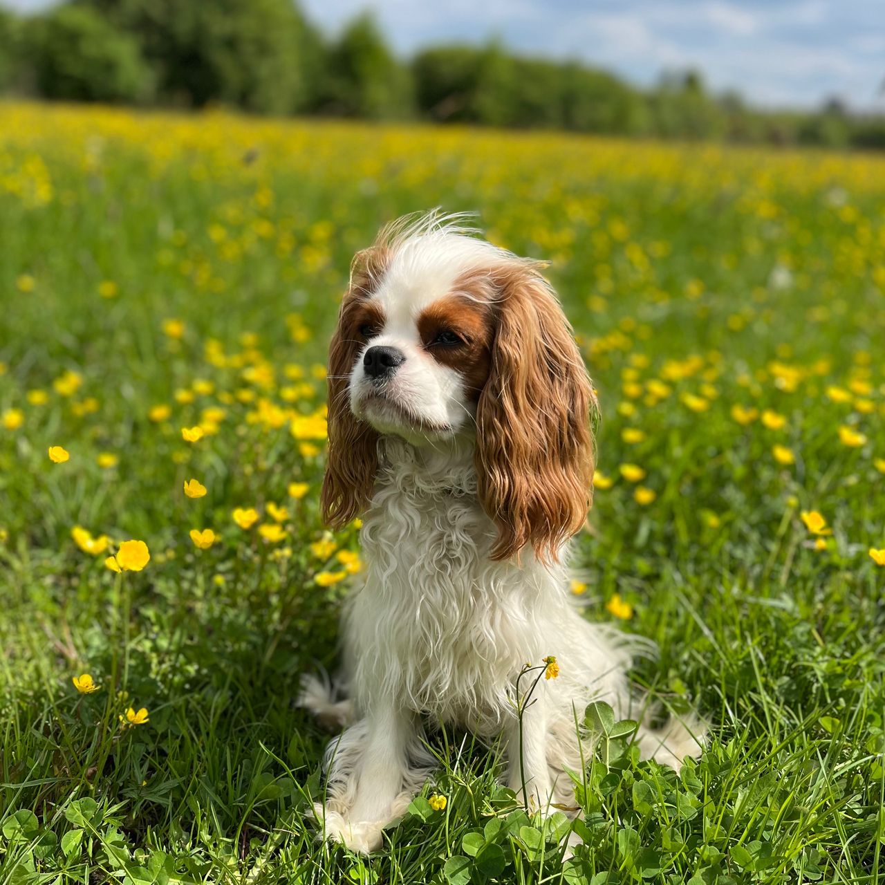 Soutěžní fotografie - Xamara Baby,  Kavalír King Charles španěl