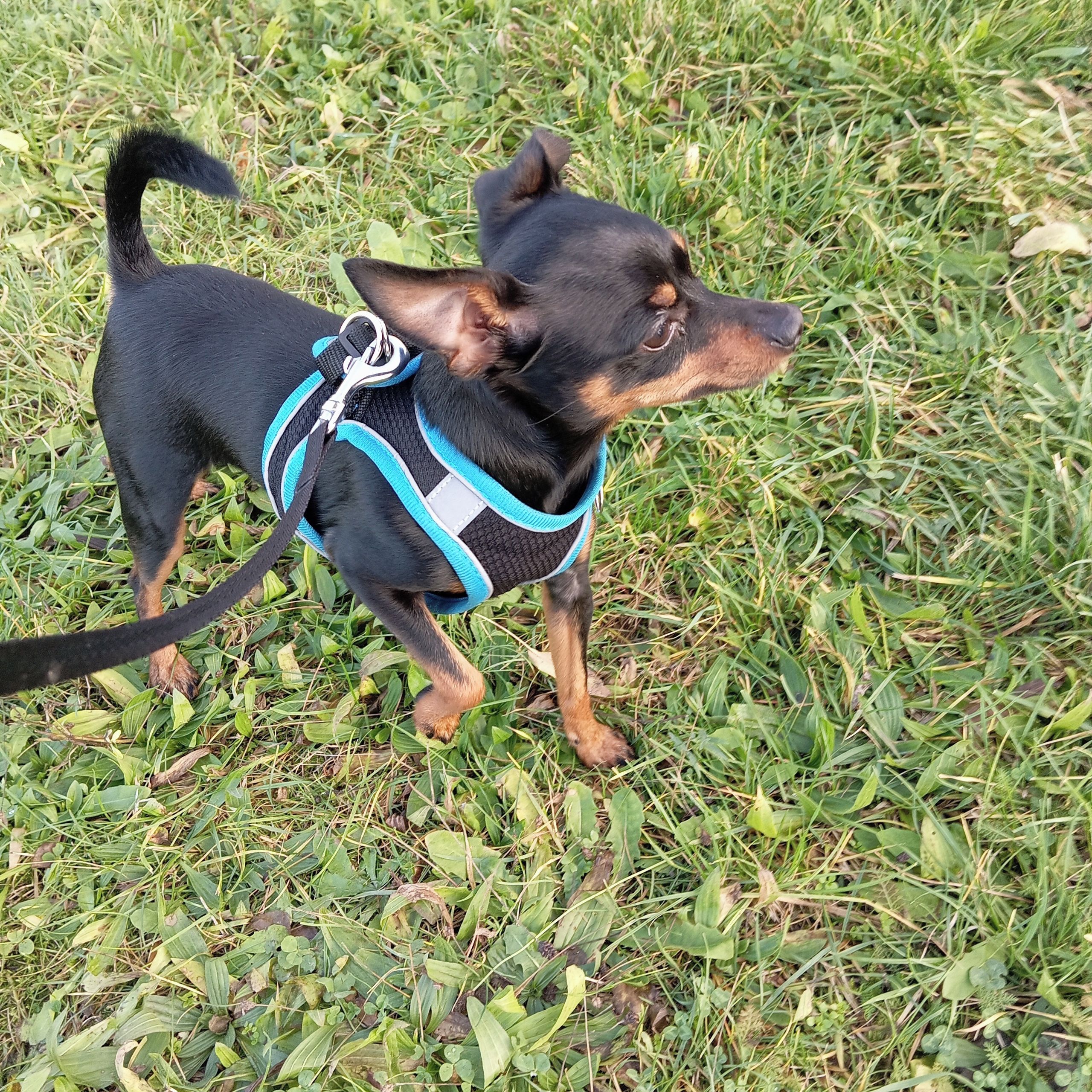 Soutěžní fotografie - Aron,  Pražský krysařík