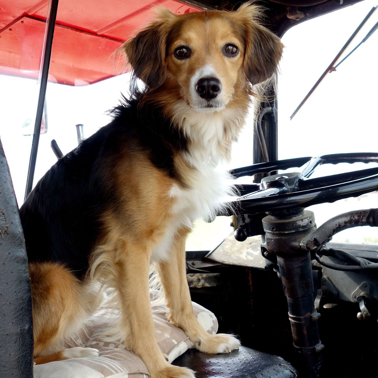 Soutěžní fotografie - BOBÍK,  Ostatní
