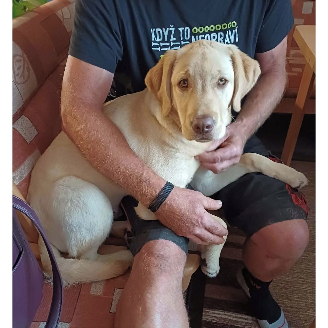 Soutěžní fotografie - Bady,  Labradorský retriever