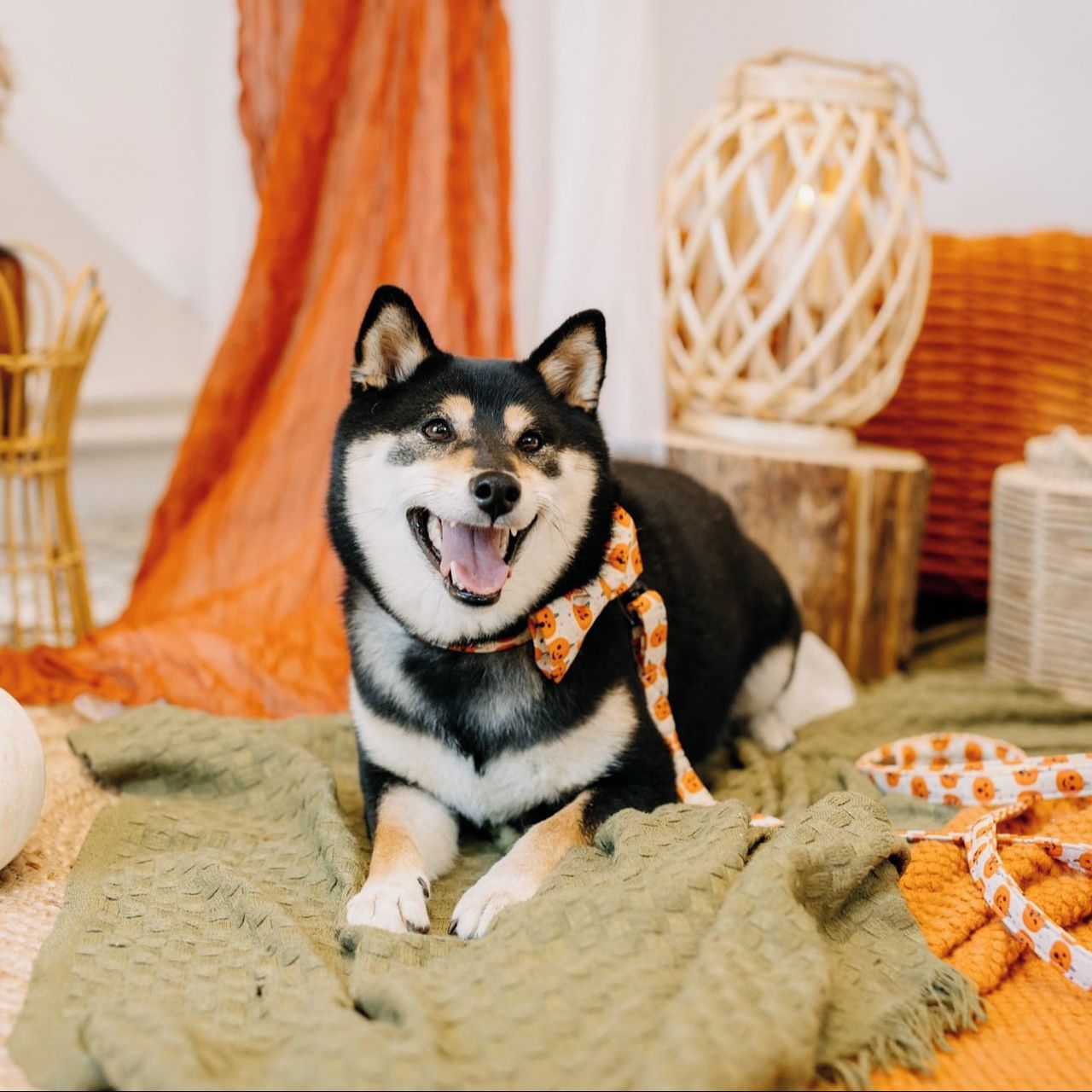 Soutěžní fotografie - Aimi,  Shiba