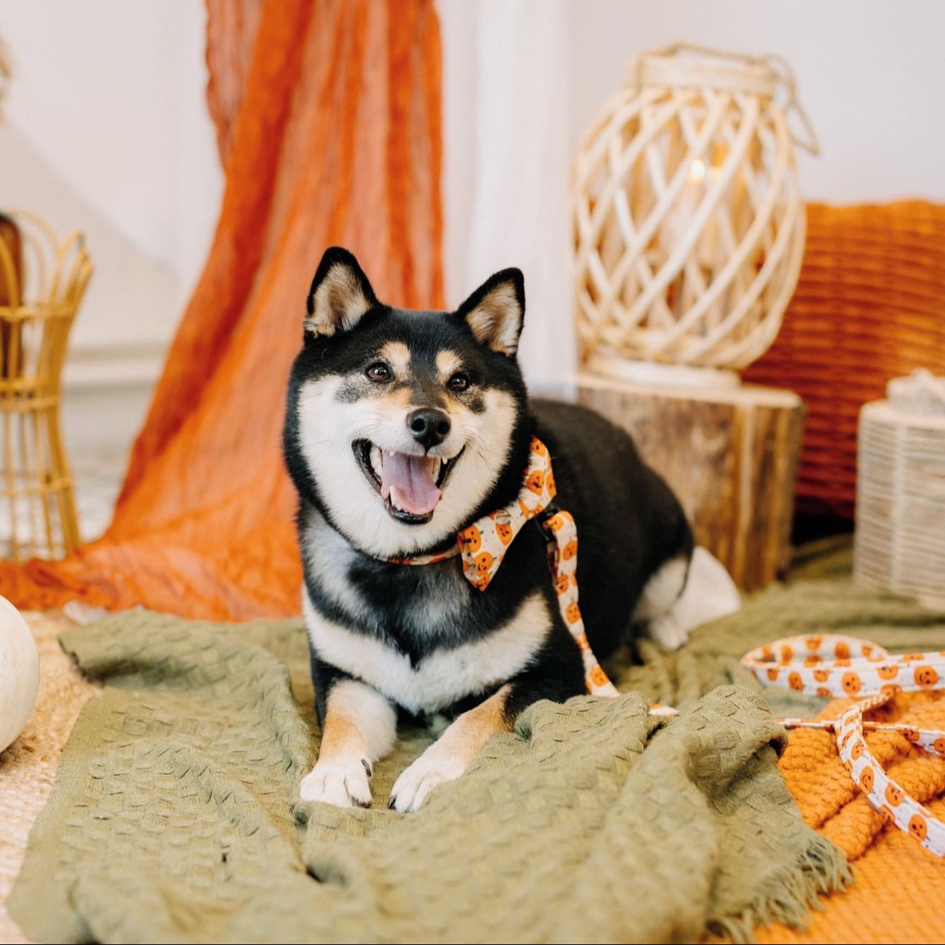 Soutěžní fotografie - Aimi,  Shiba