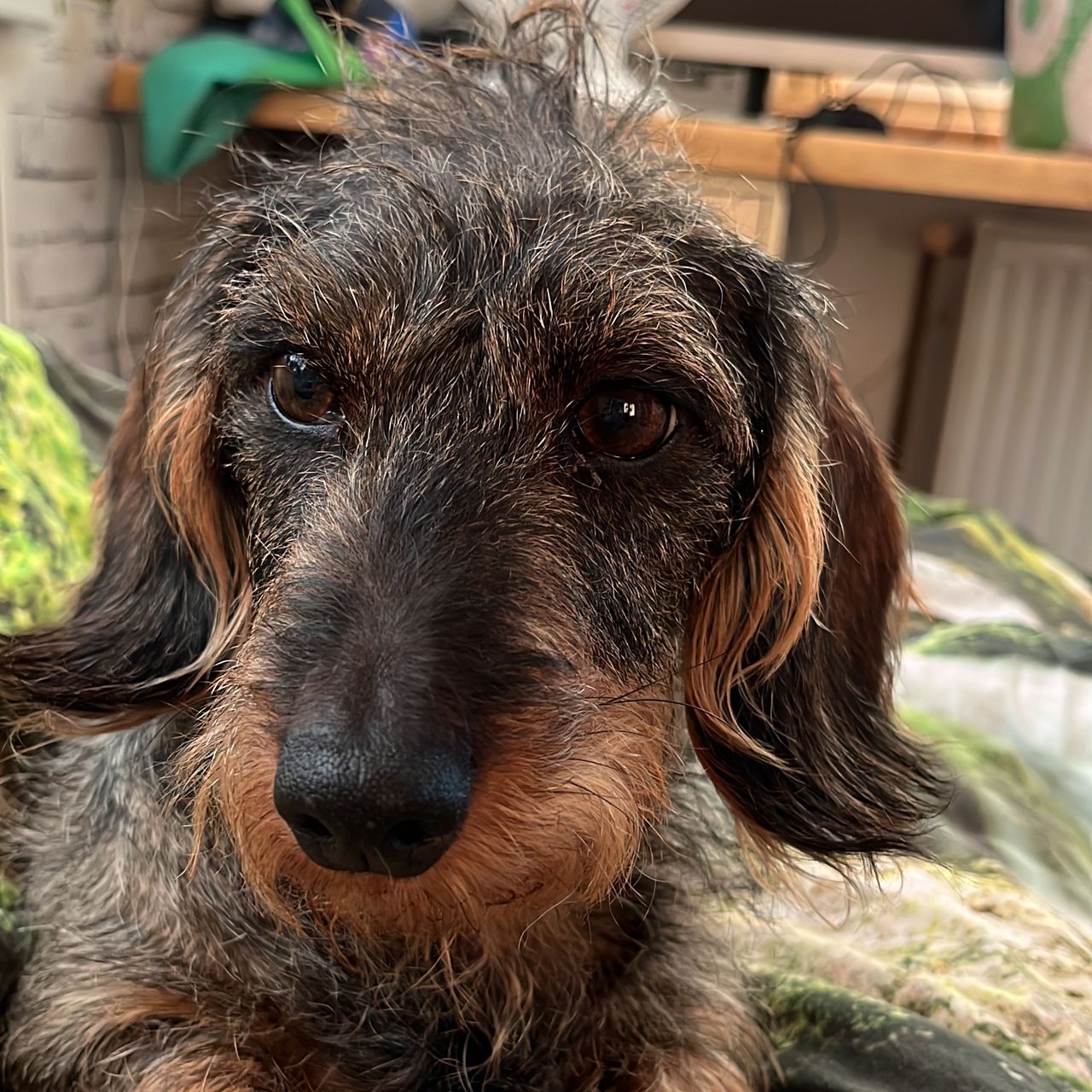 Soutěžní fotografie - Gassy,  Jezevčík