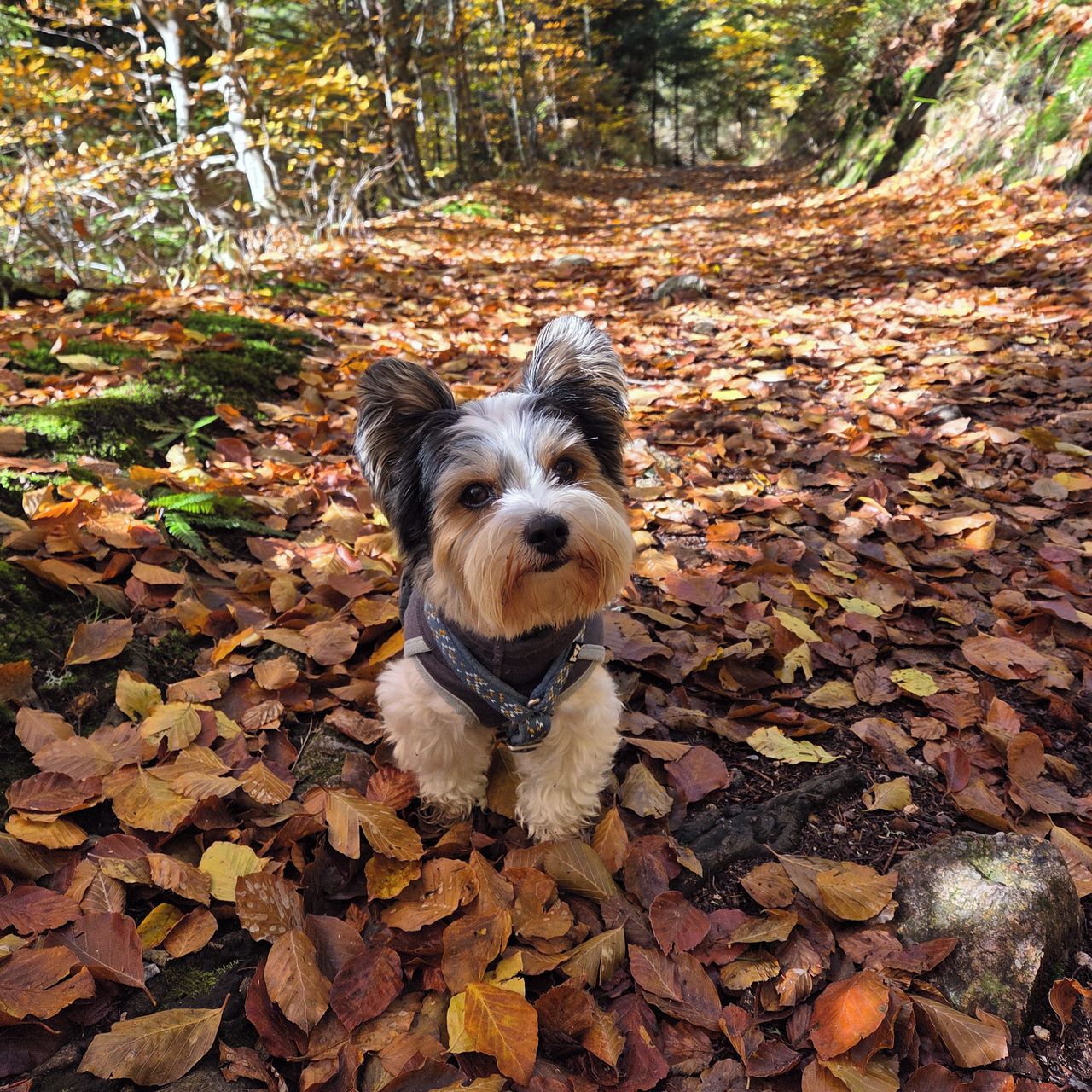 Soutěžní fotografie - Lilly,  Yorkšírský terier