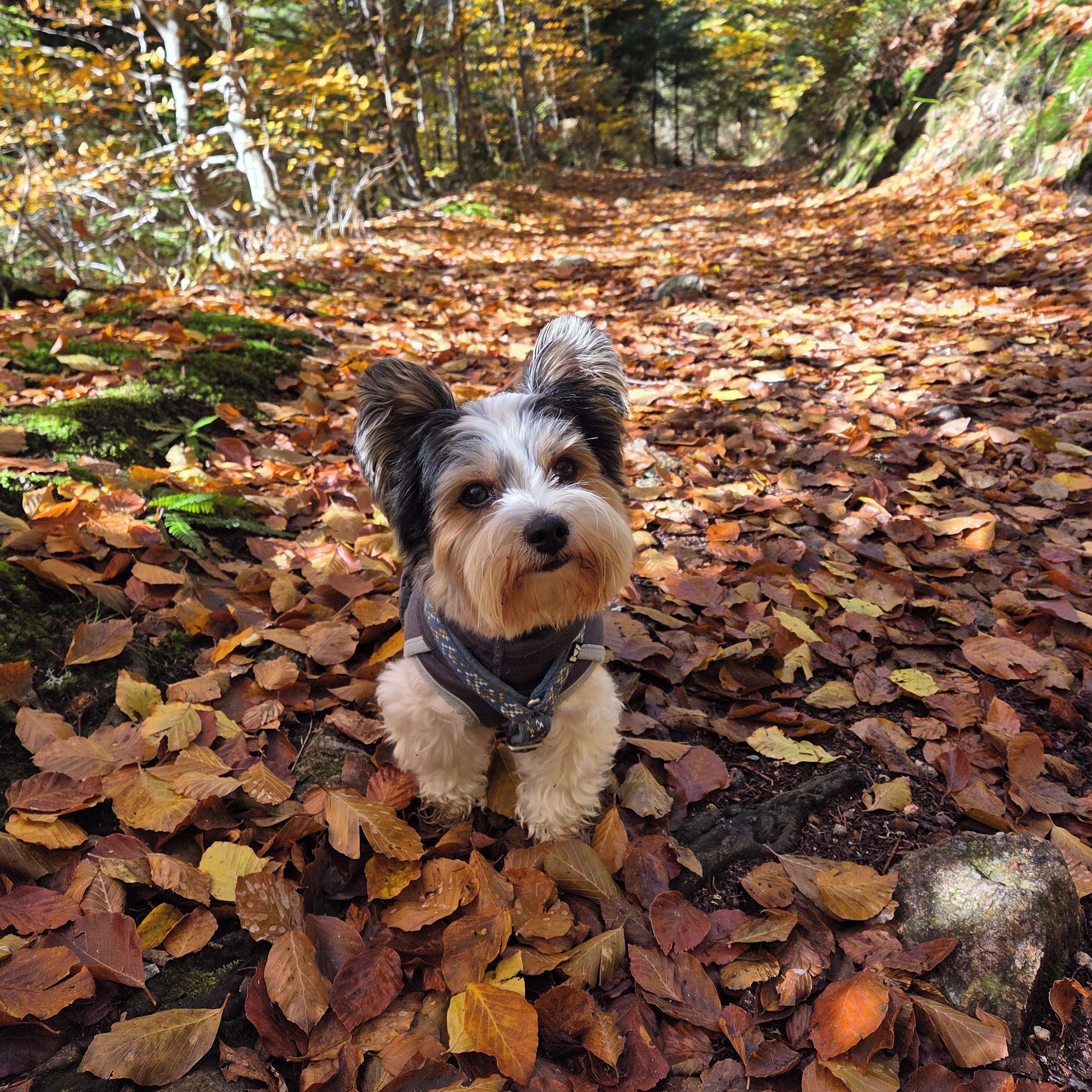 Soutěžní fotografie - Lilly,  Yorkšírský terier