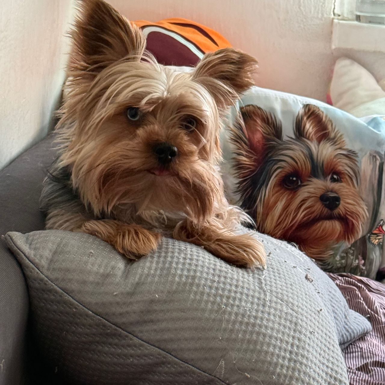 Soutěžní fotografie - Denny,  Yorkšírský terier