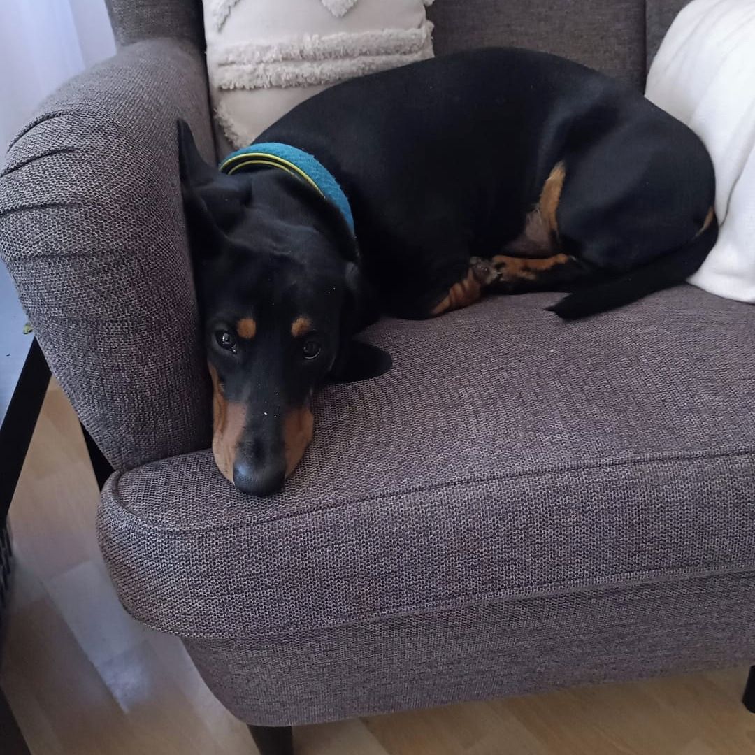 Soutěžní fotografie - Tonda,  Jezevčík