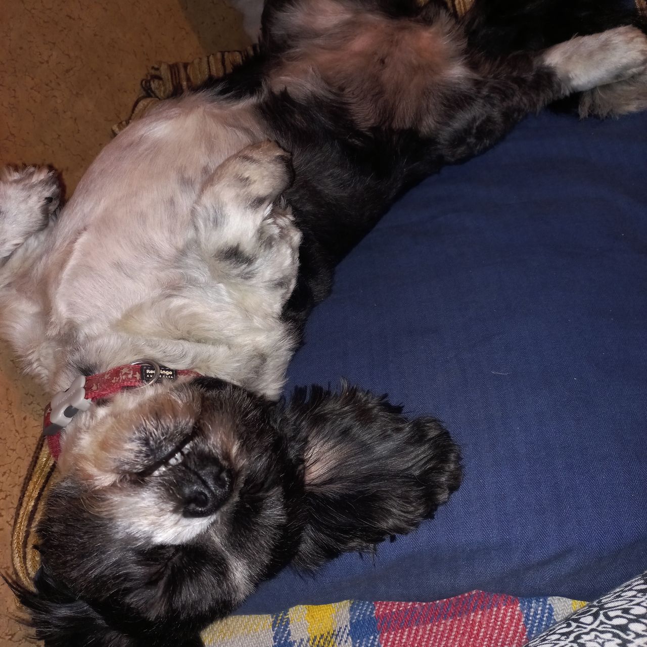 Soutěžní fotografie - Valinka,  Shih-tzu