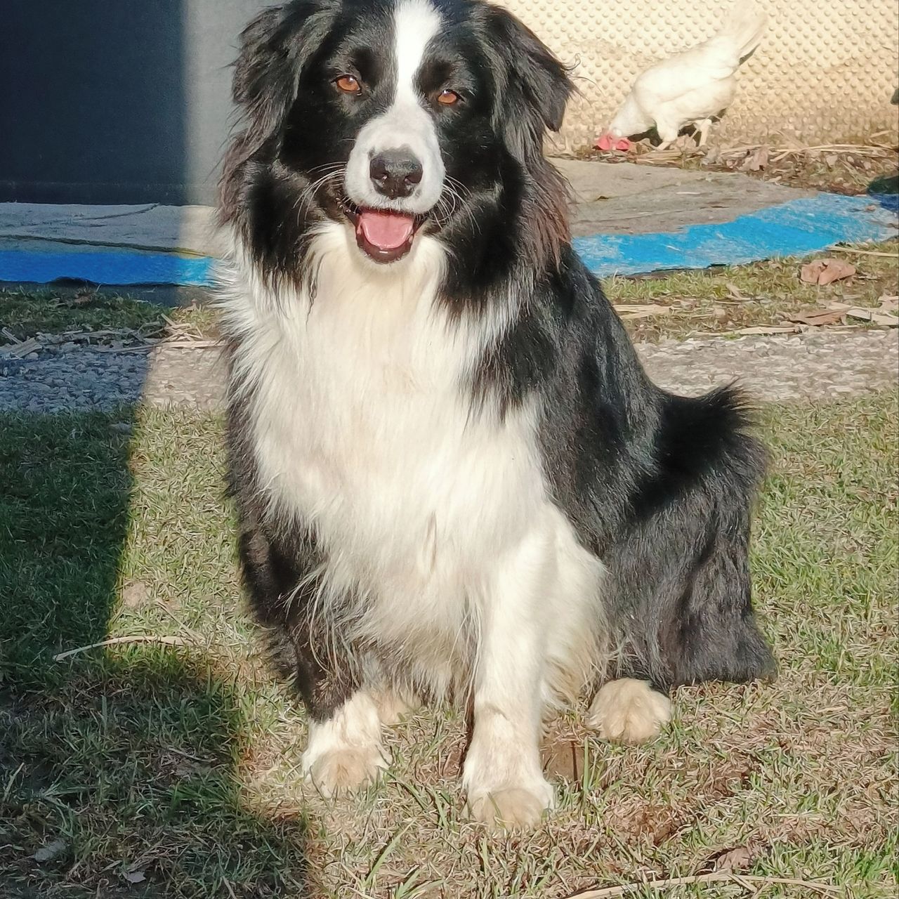 Soutěžní fotografie - Asky,  Australský ovčák