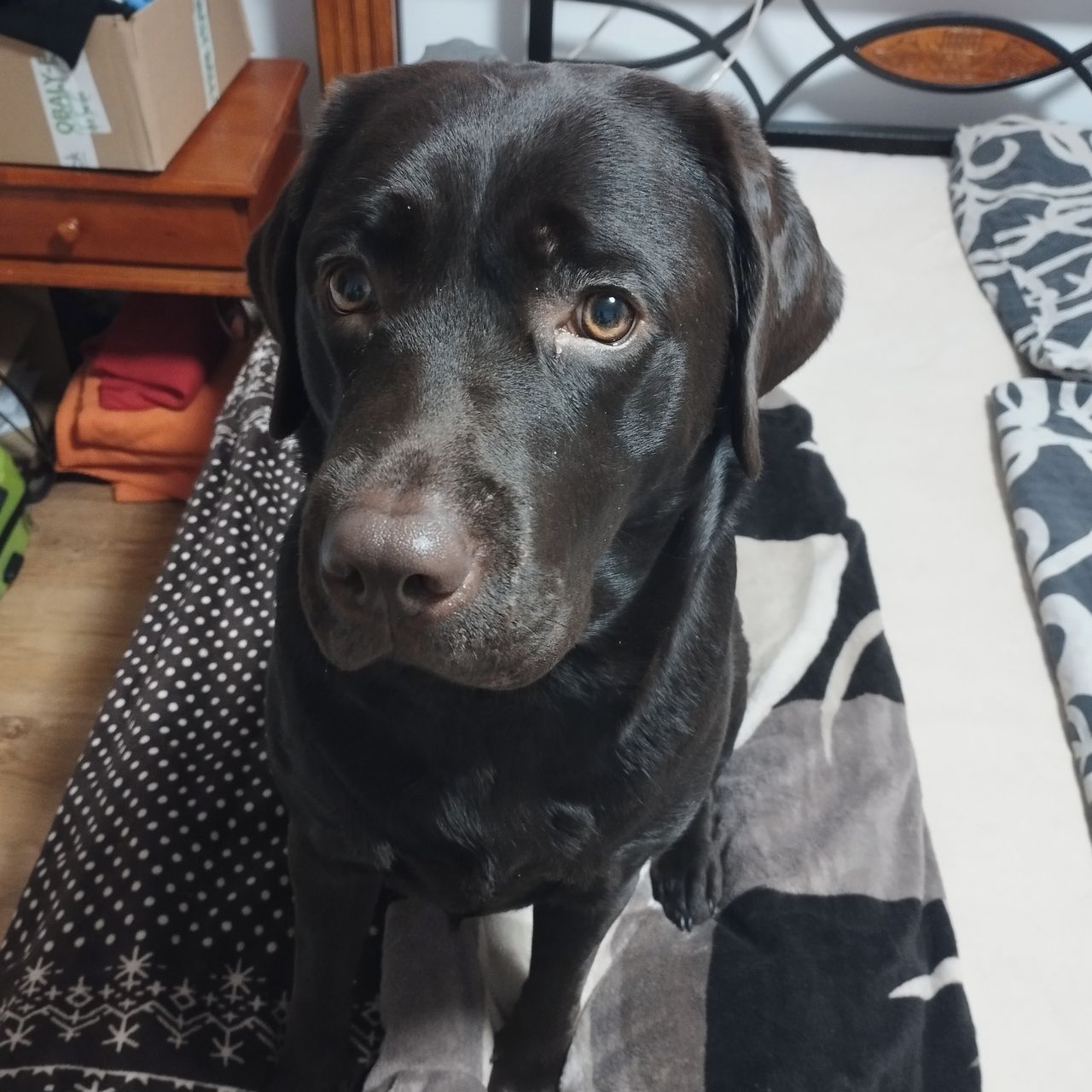 Soutěžní fotografie - Mia,  Labradorský retriever