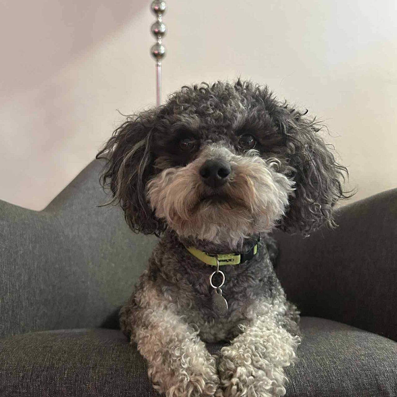 Soutěžní fotografie - Miki,  Boloňský psík