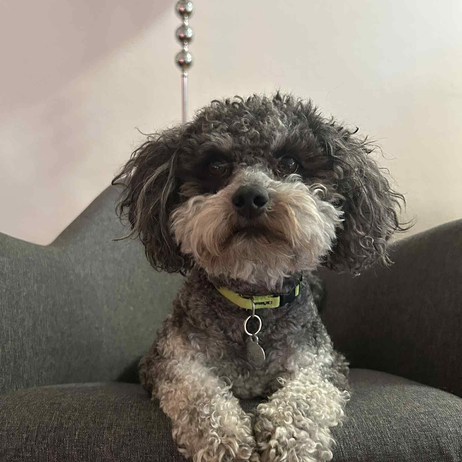 Soutěžní fotografie - Miki,  Boloňský psík