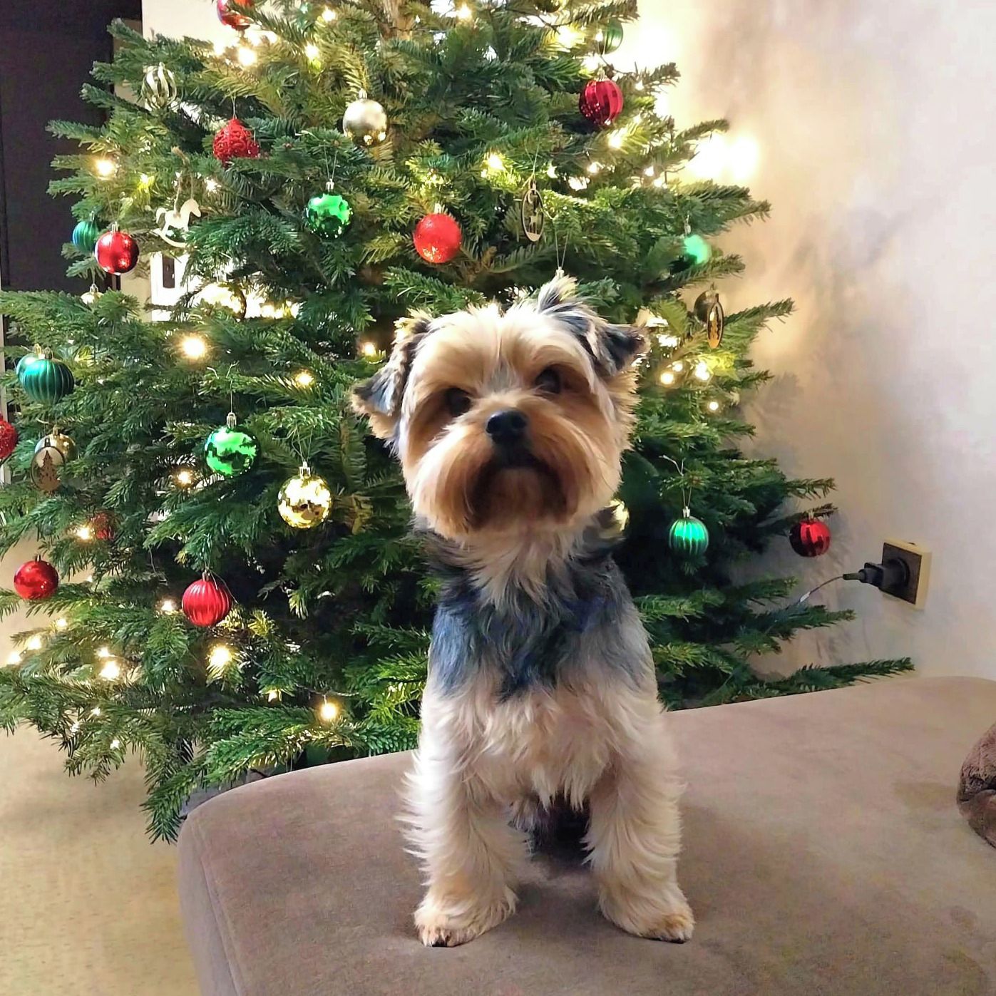 Soutěžní fotografie - Charlie,  Yorkšírský terier