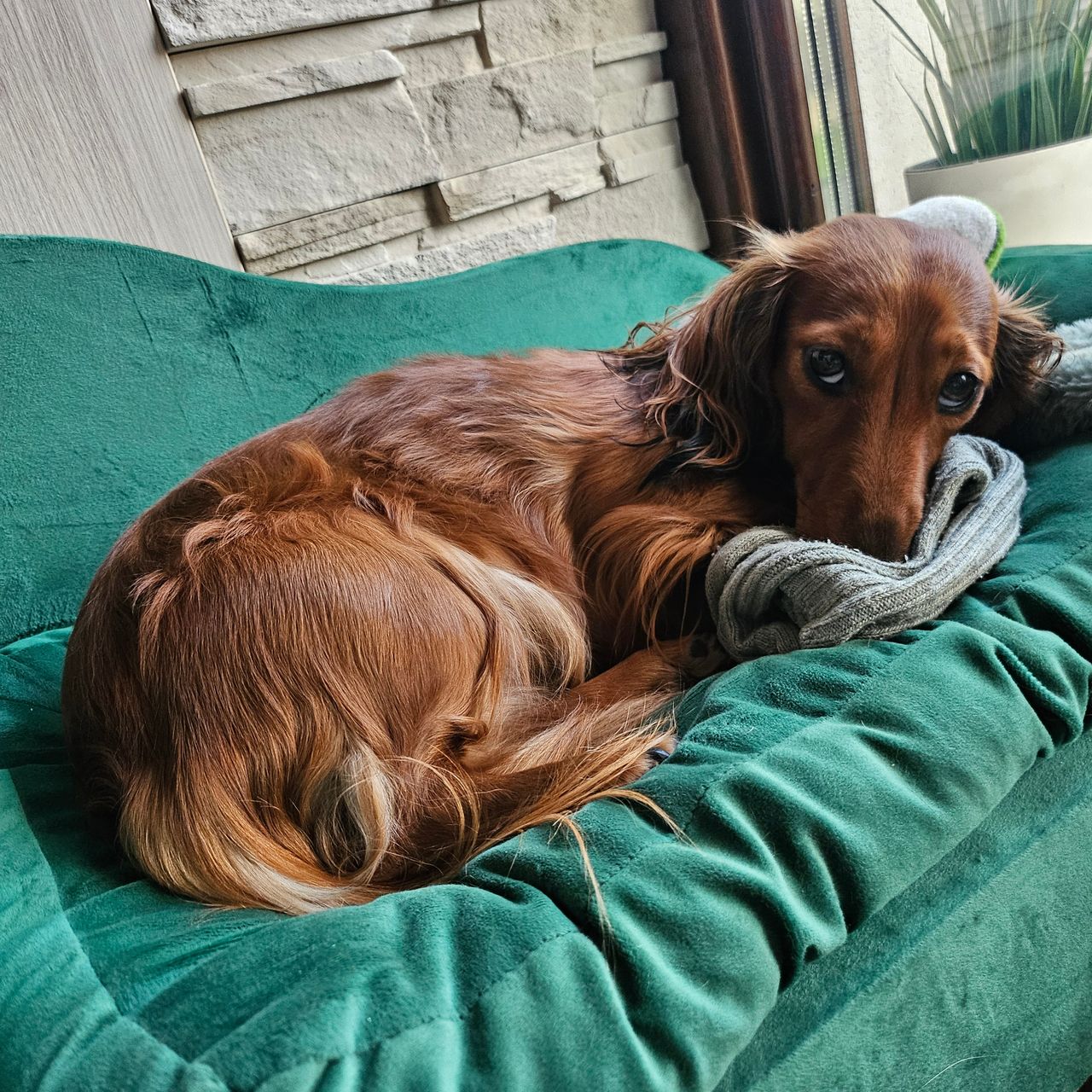 Soutěžní fotografie - Bonnie,  Jezevčík