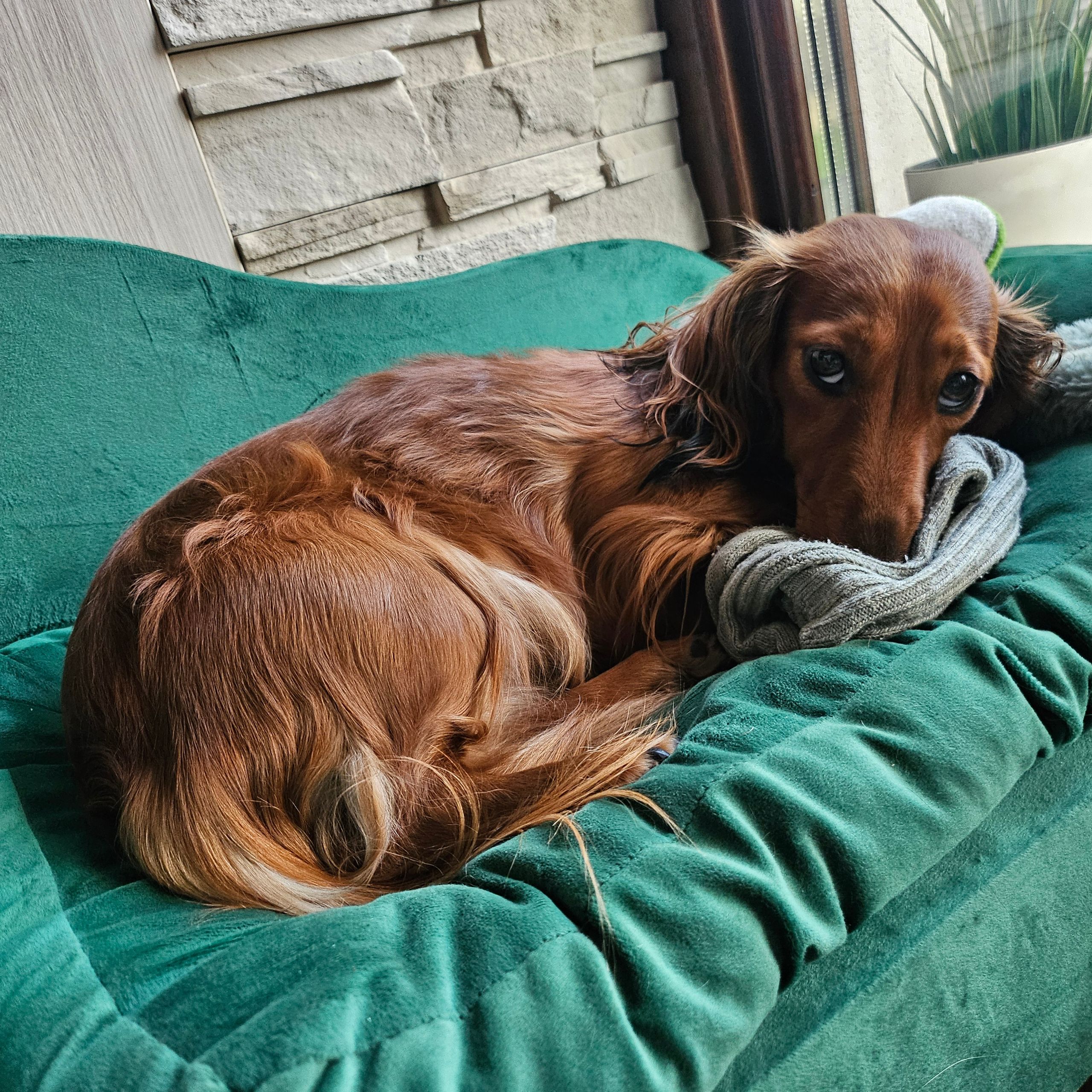 Soutěžní fotografie - Bonnie,  Jezevčík