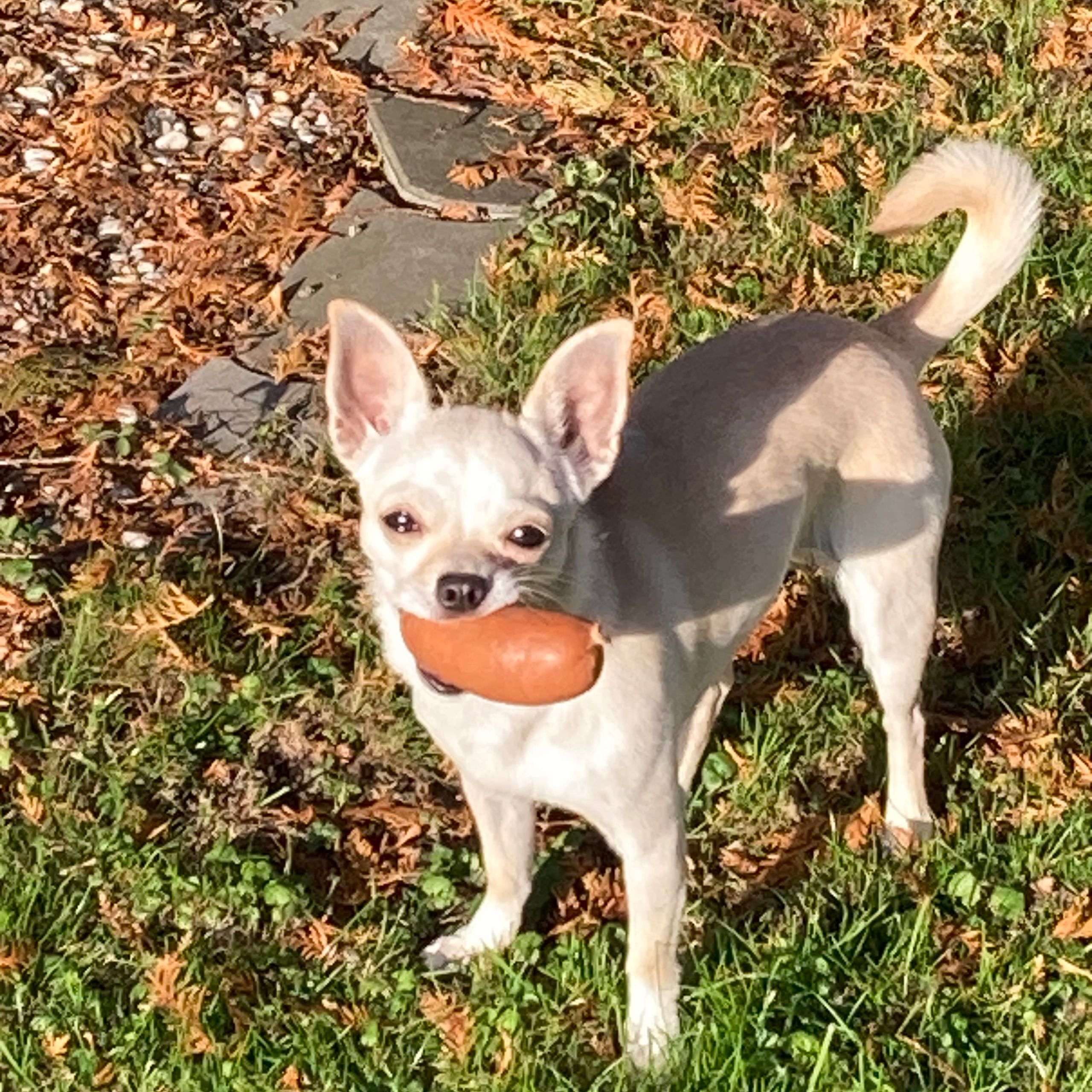 Soutěžní fotografie - Molly,  Čivava