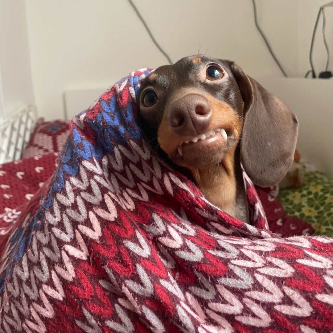 Soutěžní fotografie - Nelly,  Jezevčík