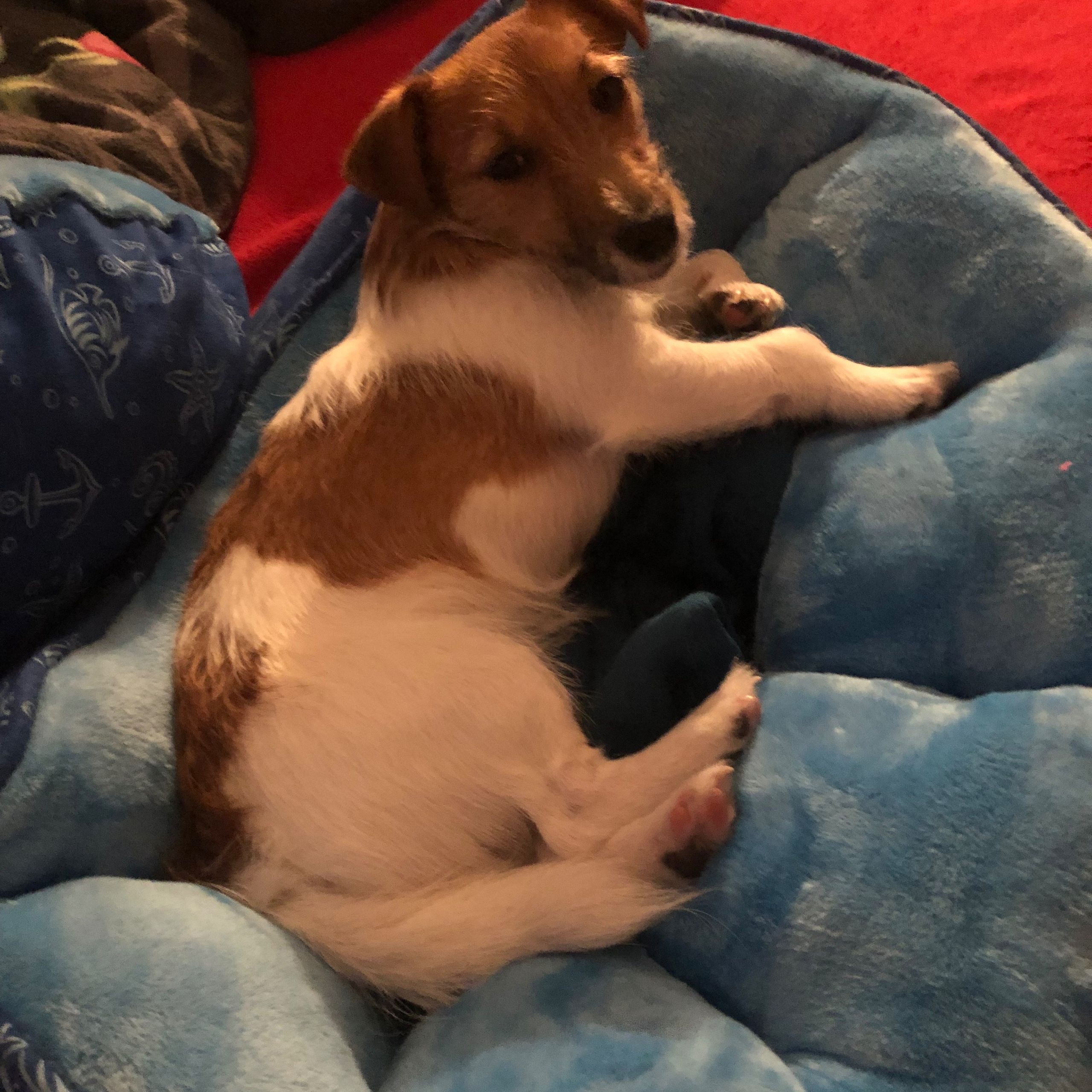 Soutěžní fotografie - Fanynka,  Jack Russell Teriér