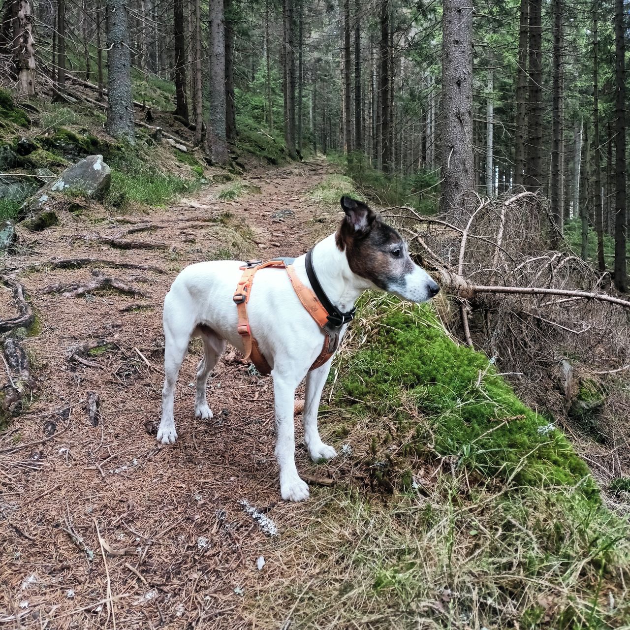 Soutěžní fotografie - El Cid,  Brazilský terier