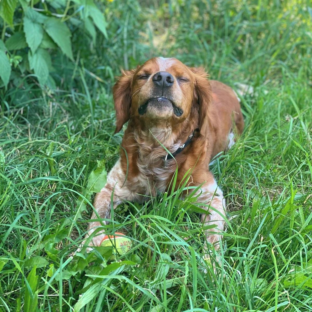 Soutěžní fotografie - Baltazar,  Bretaňský ohař dlouhosrstý