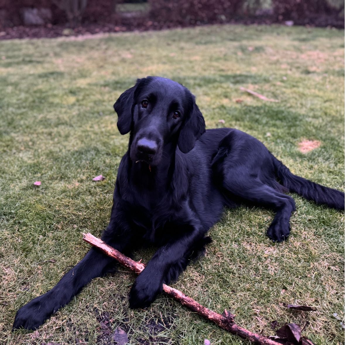 Soutěžní fotografie - Roxy,  Flat Coated Retriever