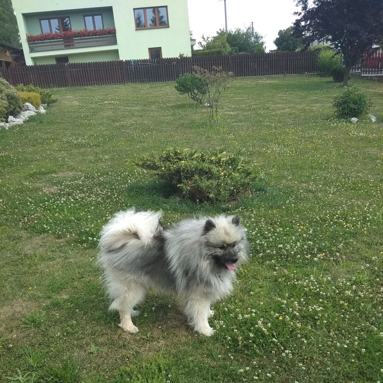 Soutěžní fotografie - Riki,  Německý špic vlčí