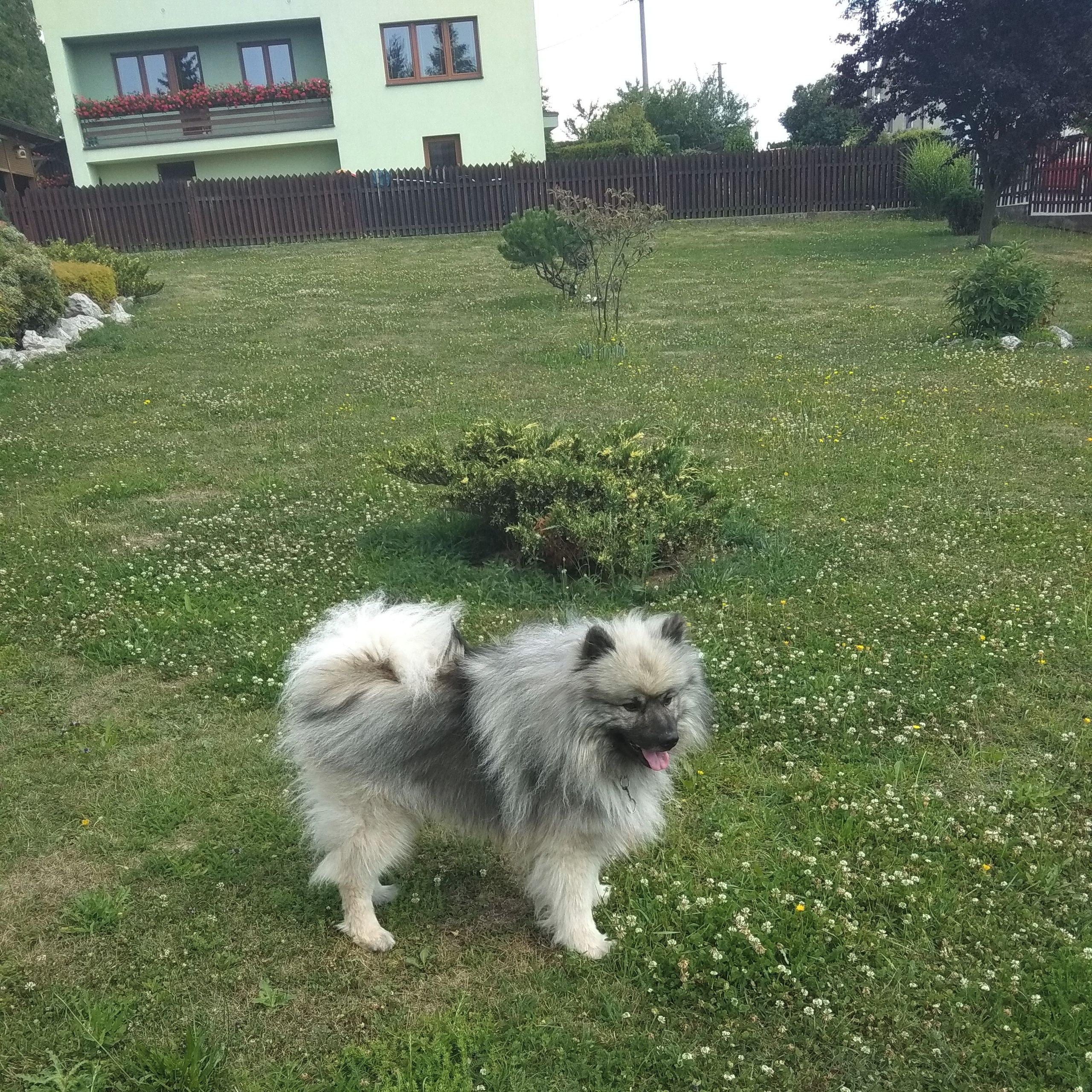 Soutěžní fotografie - Riki,  Německý špic vlčí