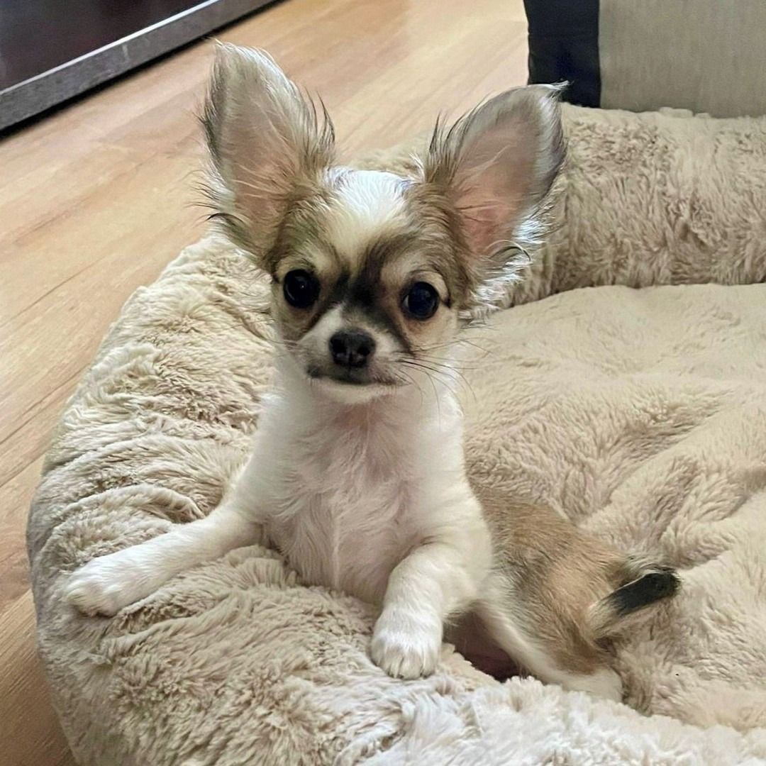 Soutěžní fotografie - Tami,  Čivava