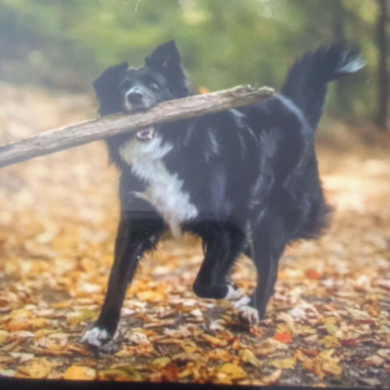 Soutěžní fotografie - Sara,  Border kolie