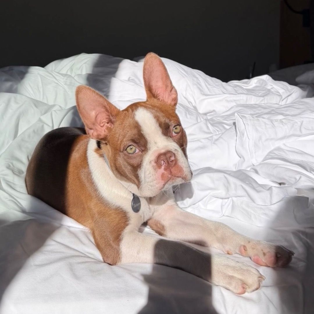 Soutěžní fotografie - Xavier,  Bostonský terier