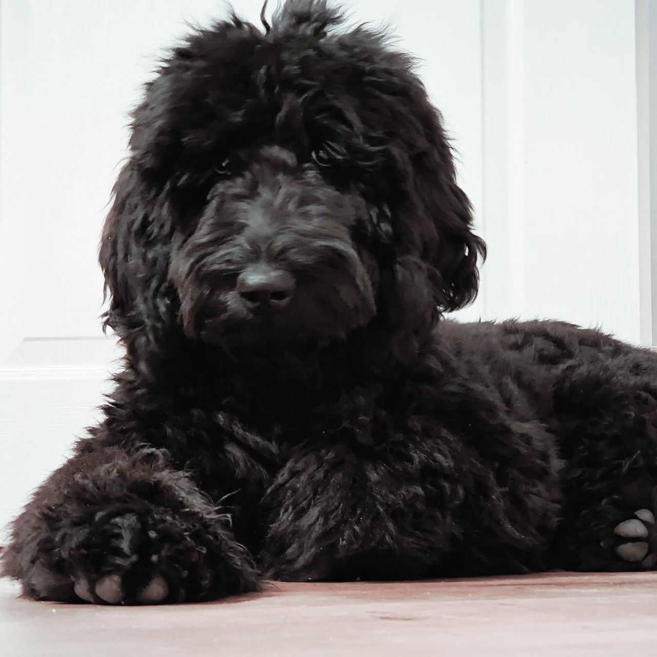 Soutěžní fotografie - Demi Blue Berry,  Ostatní