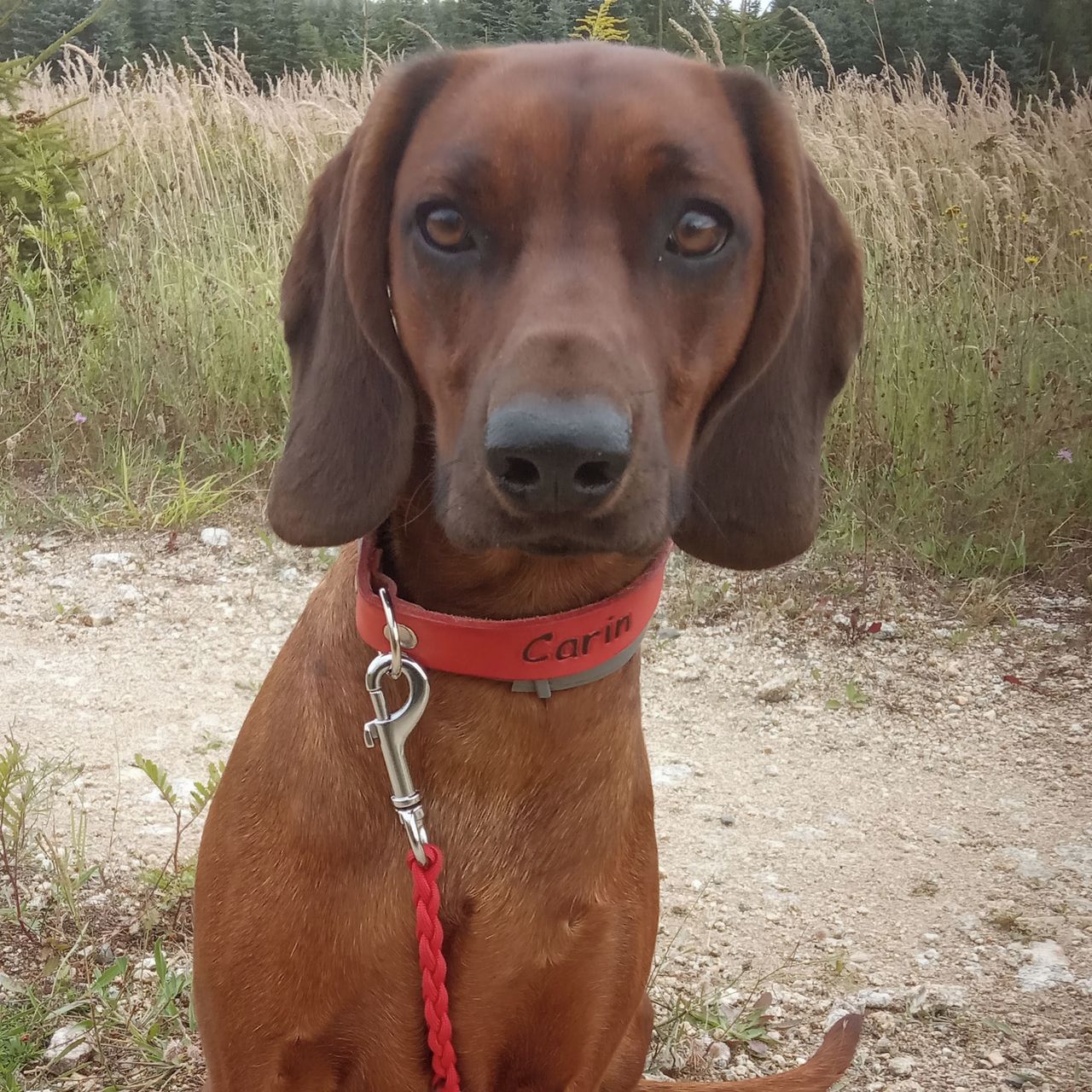 Soutěžní fotografie - Carin z Litmanovej,  Tatranský honič