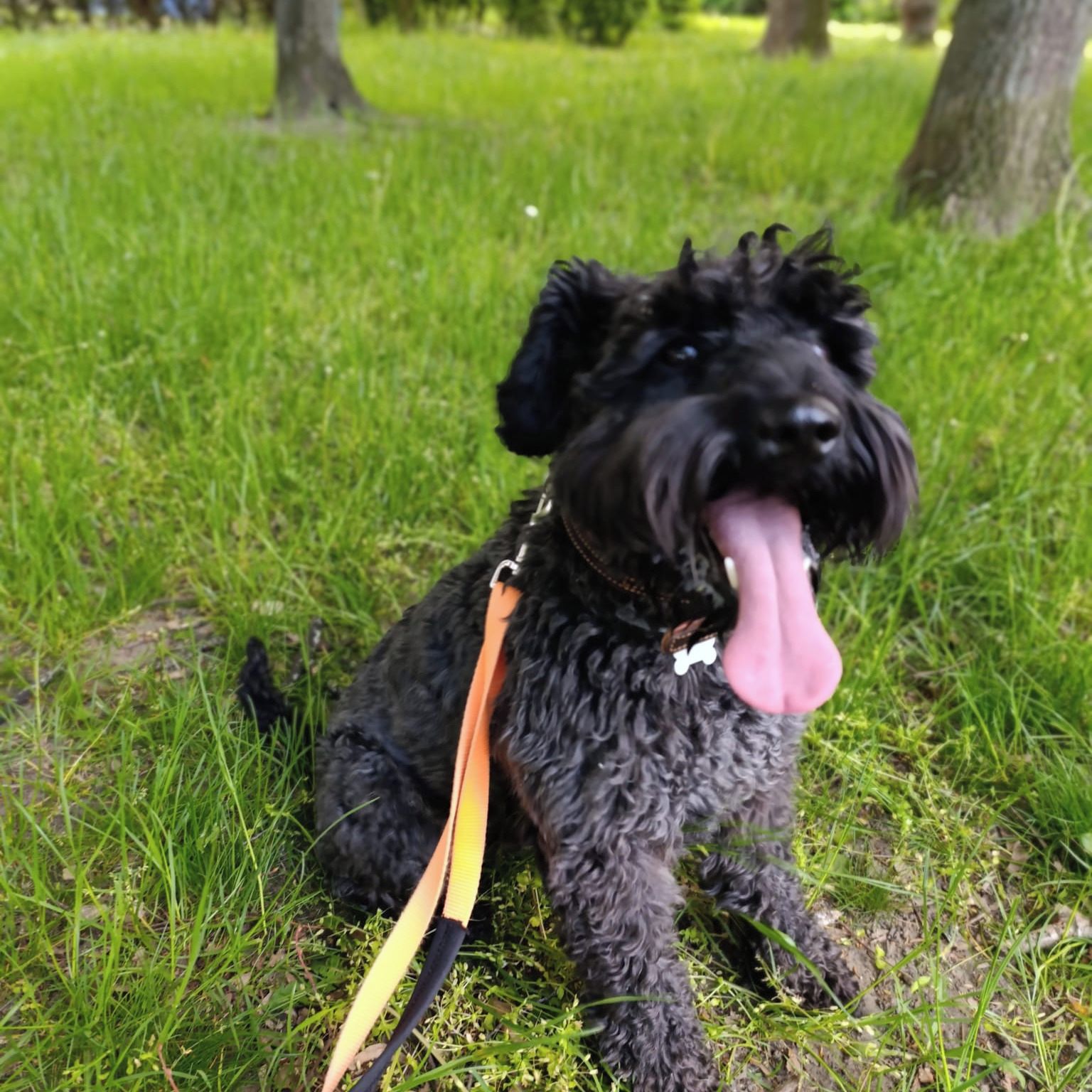 Soutěžní fotografie - Šimon,  Knírač malý