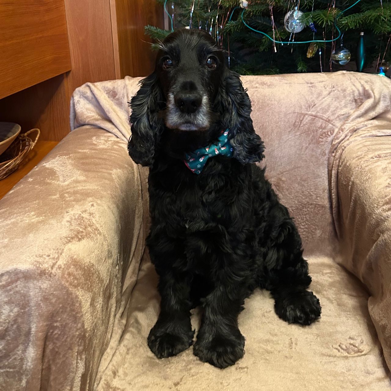 Soutěžní fotografie - Vendelín,  Anglický kokršpaněl