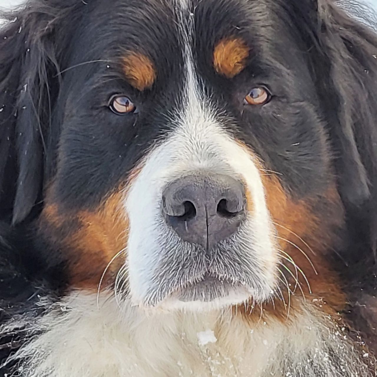 Soutěžní fotografie - Bailey,  Bernský salašnický pes