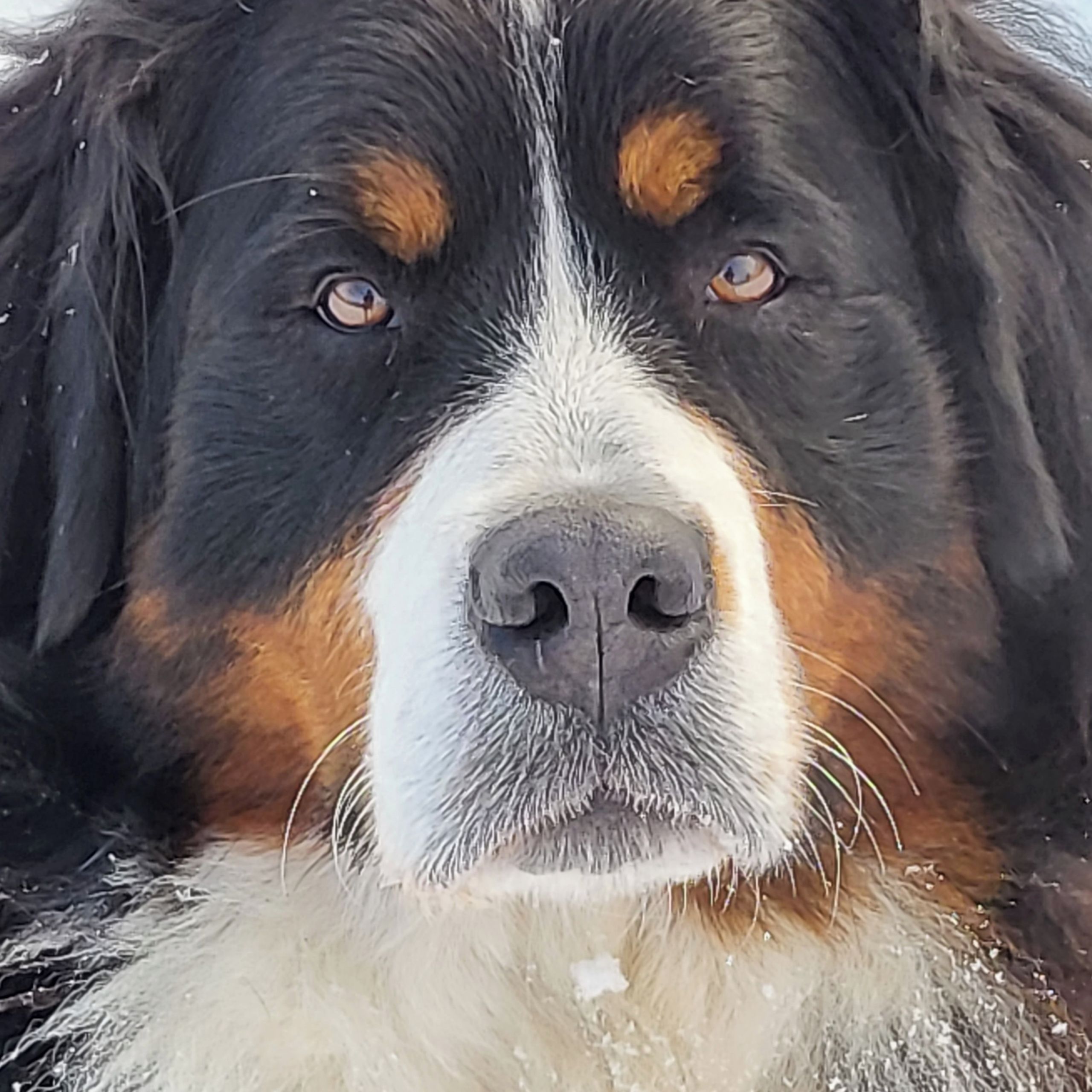 Soutěžní fotografie - Bailey,  Bernský salašnický pes