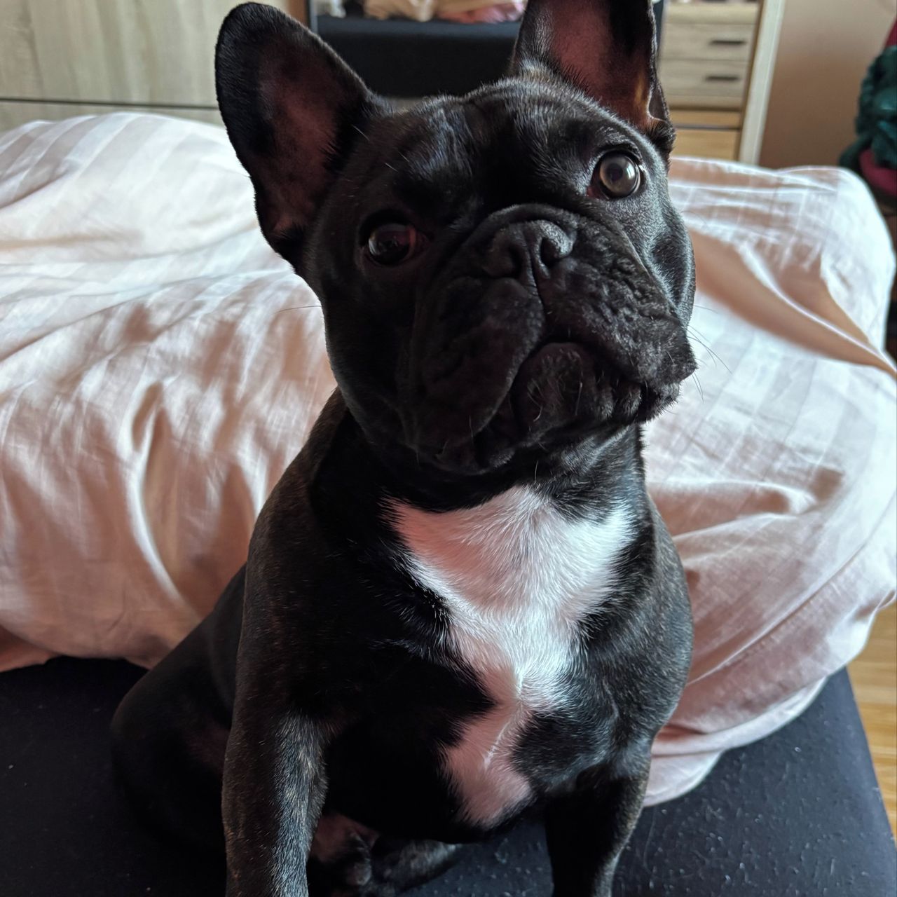 Soutěžní fotografie - Richie,  Francouzský buldoček