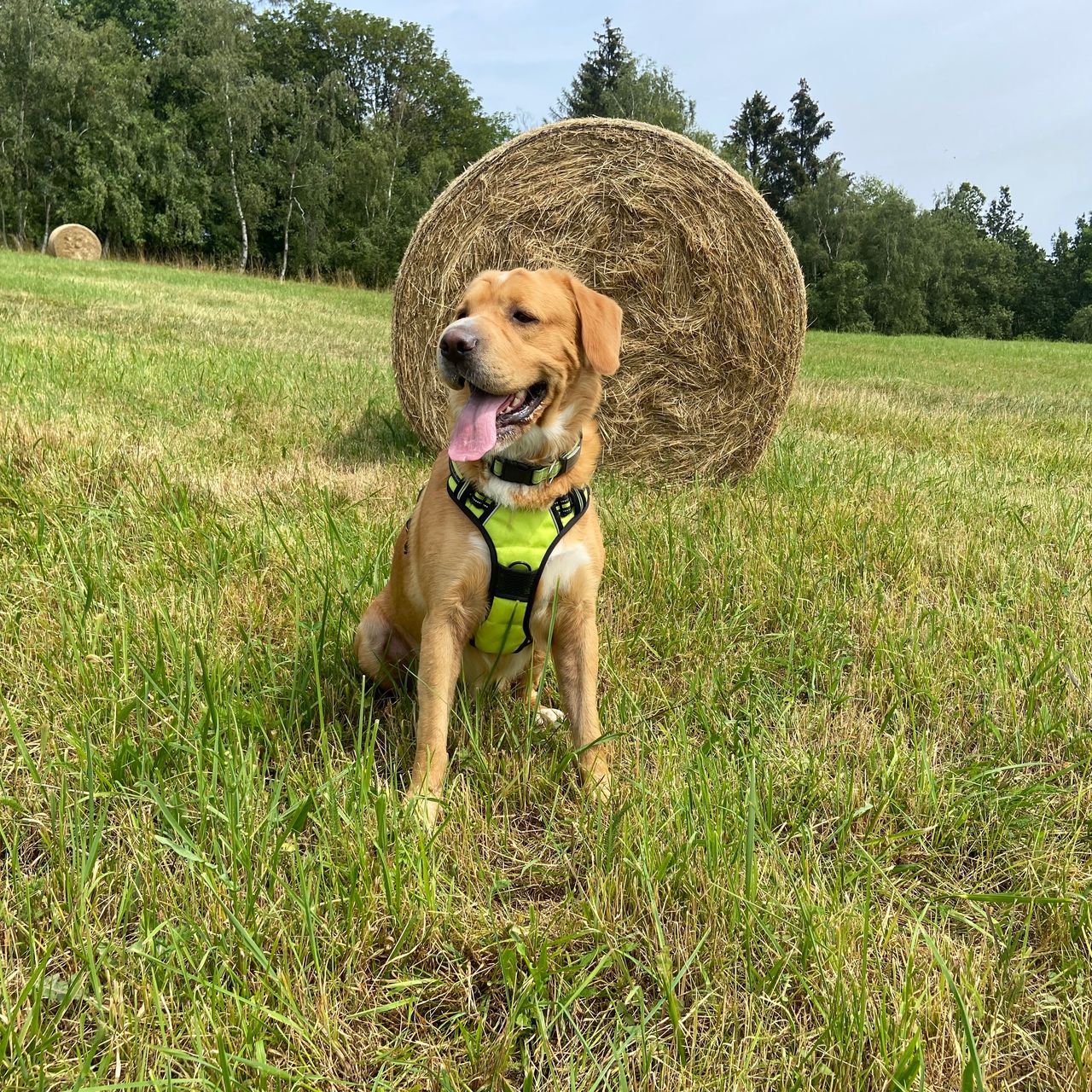 Soutěžní fotografie - Princ,  Ostatní