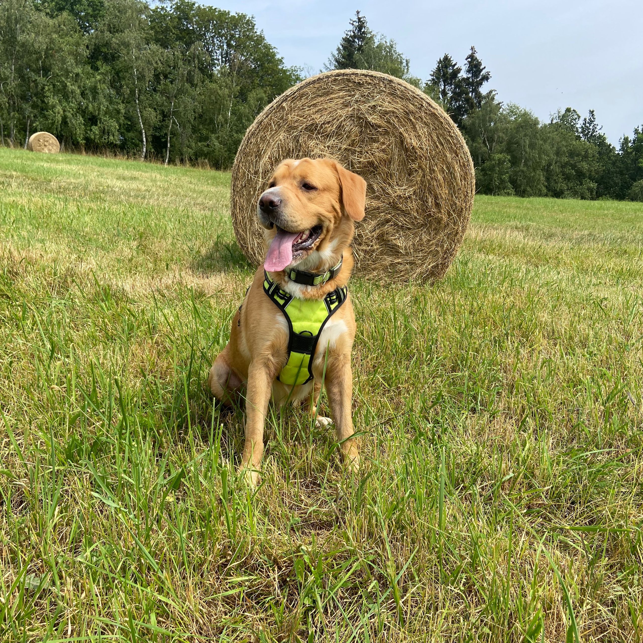 Soutěžní fotografie - Princ,  Ostatní